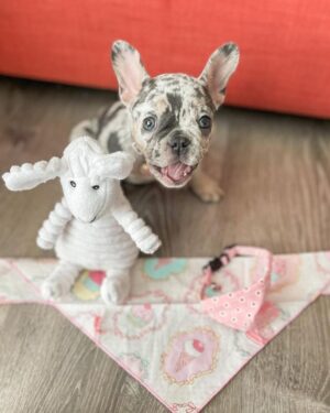 Merle French Bulldog Puppies for Sale