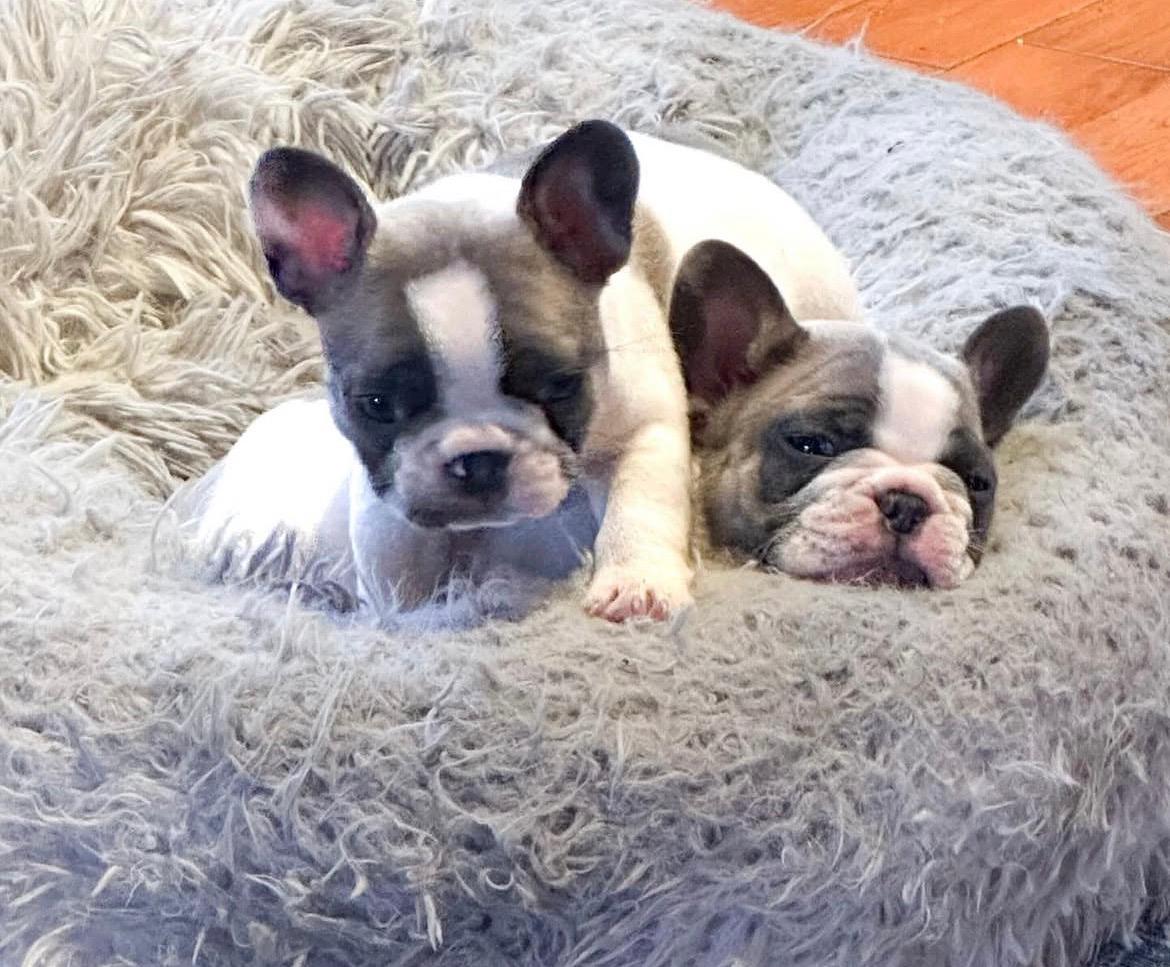 legacyfrenchbulldogs.com