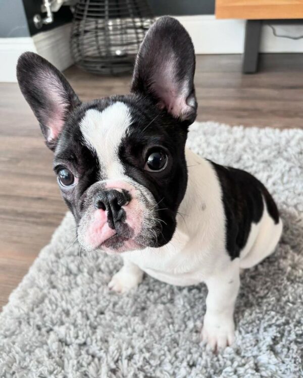 Storm – Black Pied Male French Bulldog Puppy for Sale