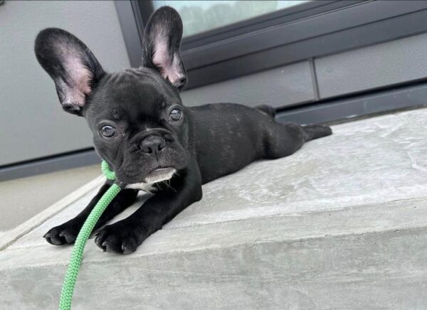 Arlo – Solid Black Female French Bulldog Puppy for Sale