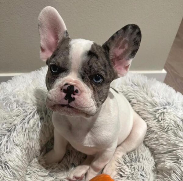 Otis – Blue Merle Pied Male French Bulldog Puppy for Sale