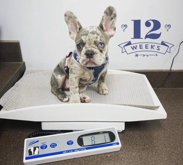 Willow – Blue Merle Male French Bulldog Puppy for Sale