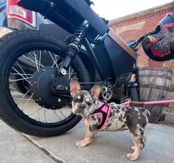 Scout – Blue Merle Female French Bulldog Puppy for Sale