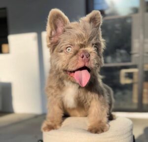 Bella – Fluffy Merle Female French Bulldog Puppy for Sale