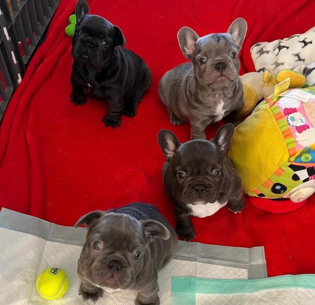 how much does french bulldog cost in 2026